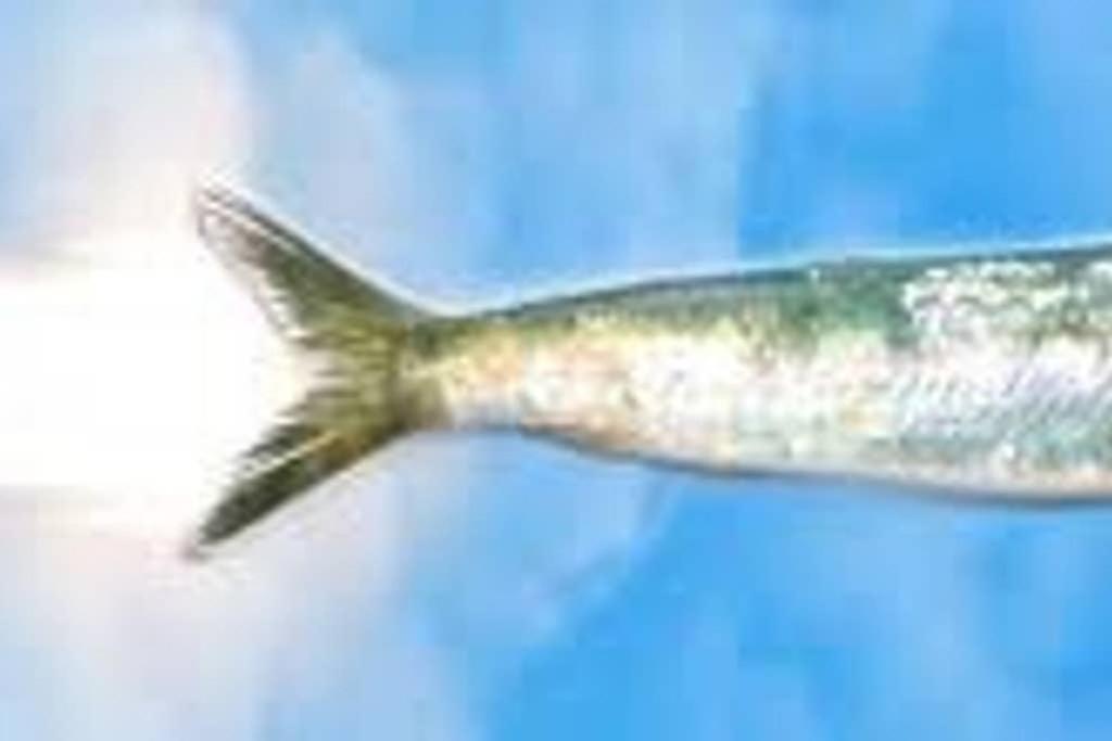 La Sardine Au Coeur Du Panier Appartement Marseilles Buitenkant foto